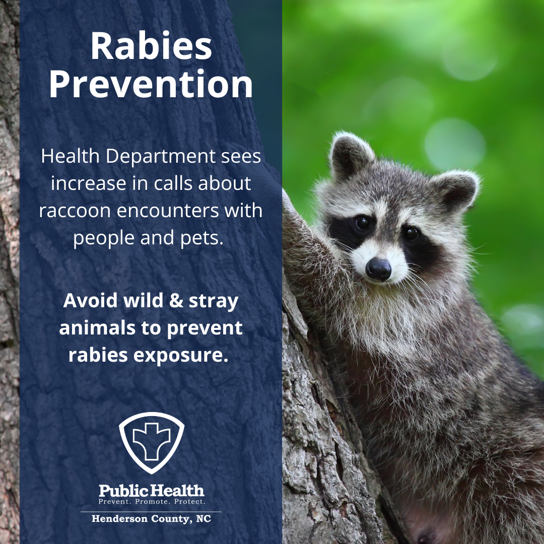 Raccoon encounters on the rise: Prevent rabies exposure with these tips |  Henderson County North Carolina