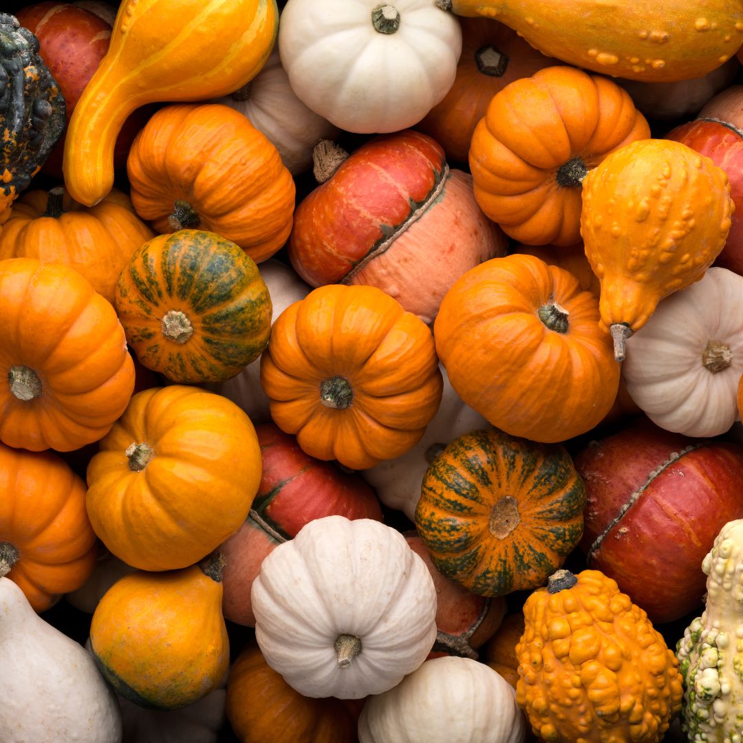 Picture of a variety of pumpkins and gourds